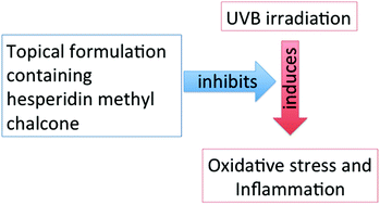 Graphical abstract: Topical formulation containing hesperidin methyl chalcone inhibits skin oxidative stress and inflammation induced by ultraviolet B irradiation