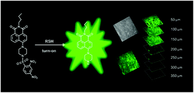 Graphical abstract: A two-photon off-on fluorescence probe for imaging thiols in live cells and tissues