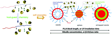 Graphical abstract: Regulation of the self-assembly morphology of azobenzene-bearing double hydrophobic block copolymers in aqueous solution by shifting the dynamic host–guest complexation