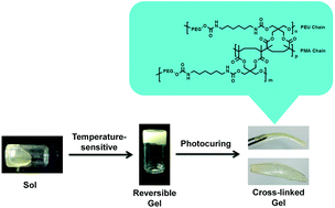 Graphical abstract: Synthesis and properties of temperature-sensitive and chemically crosslinkable poly(ether-urethane) hydrogel