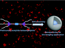 Graphical abstract: Self-assembly of benzothiadiazole-functionalized dinuclear platinum acetylide bolaamphiphiles for bio-imaging application