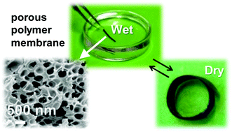 Graphical abstract: Polyvinylpyridinium-type gradient porous membranes: synthesis, actuation and intrinsic cell growth inhibition