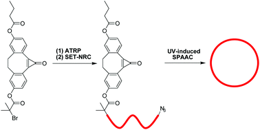 Graphical abstract: Cyclic polymers based on UV-induced strain promoted azide–alkyne cycloaddition reaction