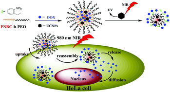 Graphical abstract: NIR-responsive polypeptide copolymer upconversion composite nanoparticles for triggered drug release and enhanced cytotoxicity