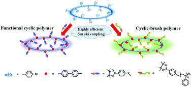 Graphical abstract: The Suzuki coupling reaction as a post-polymerization modification: a promising protocol for construction of cyclic-brush and more complex polymers