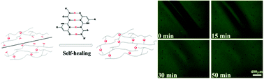 Graphical abstract: Self-healing polymers with PEG oligomer side chains based on multiple H-bonding and adhesion properties