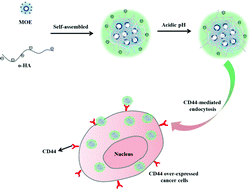 Graphical abstract: A macrocyclic oligoelectrolyte as a facial platform for absorbing hyaluronic acid oligomers for targeted cancer cellular imaging