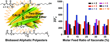 Graphical abstract: Environmentally benign synthesis of saturated and unsaturated aliphatic polyesters via enzymatic polymerization of biobased monomers derived from renewable resources