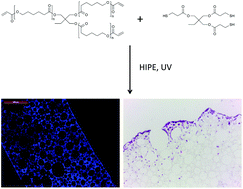 Graphical abstract: Fully biodegradable and biocompatible emulsion templated polymer scaffolds by thiol-acrylate polymerization of polycaprolactone macromonomers