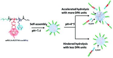 Graphical abstract: Retracted Article: Influence of 2-(diisopropylamino)ethyl methacrylate on acid-triggered hydrolysis of cyclic benzylidene acetals and their importance in efficient drug delivery