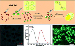 Graphical abstract: A rather facile strategy for the fabrication of PEGylated AIE nanoprobes