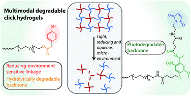 Graphical abstract: Design of thiol- and light-sensitive degradable hydrogels using Michael-type addition reactions