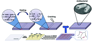 Graphical abstract: Antifouling and antibacterial hydrogel coatings with self-healing properties based on a dynamic disulfide exchange reaction