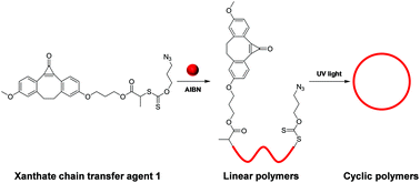 Graphical abstract: A ring-closure method for preparing cyclic polymers from unconjugated vinyl monomers