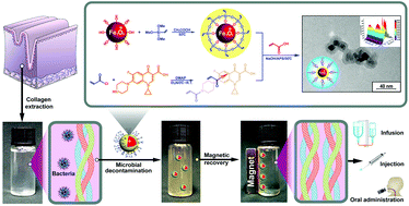 Graphical abstract: Poly(N-acryloyl ciprofloxacin-co-acrylic acid) grafted magnetite nanoparticles for microbial decontamination of collagen solution: have we conquered the problem of antimicrobial residues?