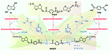 Graphical abstract: A designed synthetic strategy toward poly(isosorbide terephthalate) copolymers: a combination of temporary modification, transesterification, cyclization and polycondensation