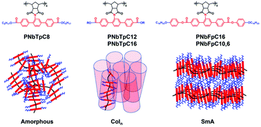 Graphical abstract: Effects of rigid cores and flexible tails on the phase behaviors of polynorbornene-based mesogen-jacketed liquid crystalline polymers