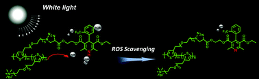 Graphical abstract: ROS self-scavenging polythiophene materials for cell imaging