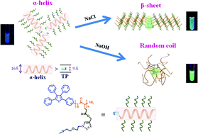 Graphical abstract: Influence of the secondary structure on the AIE-related emission behavior of an amphiphilic polypeptide containing a hydrophobic fluorescent terminal and hydrophilic pendant groups