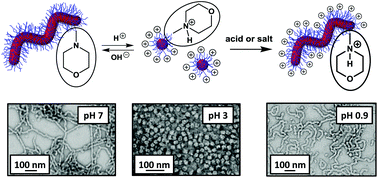 Graphical abstract: pH-Responsive non-ionic diblock copolymers: protonation of a morpholine end-group induces an order–order transition