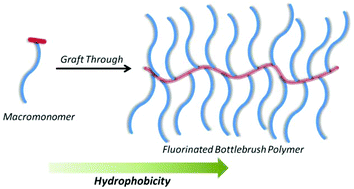 Graphical abstract: Fluorinated bottlebrush polymers based on poly(trifluoroethyl methacrylate): synthesis and characterization