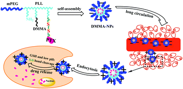 Graphical abstract: A charge-conversional intracellular-activated polymeric prodrug for tumor therapy