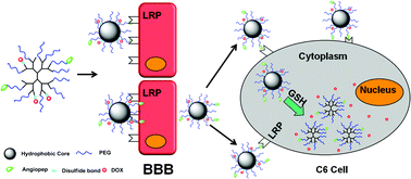 Graphical abstract: A poly(amidoamine) dendrimer-based nanocarrier conjugated with Angiopep-2 for dual-targeting function in treating glioma cells