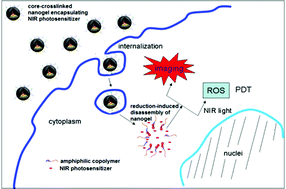 Graphical abstract: A reduction-responsive polypeptide nanogel encapsulating NIR photosensitizer for imaging guided photodynamic therapy