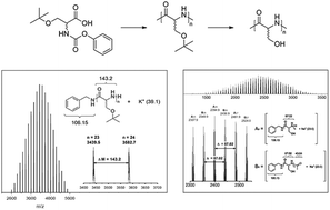 Graphical abstract: Phosgene-free synthesis of non-ionic hydrophilic polyserine