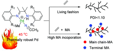 Graphical abstract: Amine–imine palladium catalysts for living polymerization of ethylene and copolymerization of ethylene with methyl acrylate: incorporation of acrylate units into the main chain and branch end