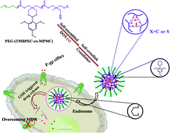 Graphical abstract: Preparation of pH and redox dual-sensitive core crosslinked micelles for overcoming drug resistance of DOX