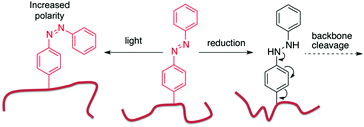 Graphical abstract: Poly(ester amide)s with pendant azobenzenes: multi-responsive self-immolative moieties for modulating polymer assemblies