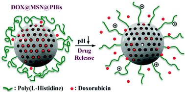 Graphical abstract: pH-Sensitive nanogates based on poly(l-histidine) for controlled drug release from mesoporous silica nanoparticles