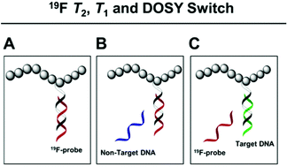 Graphical abstract: Synthesis of 19F nucleic acid–polymer conjugates as real-time MRI probes of biorecognition