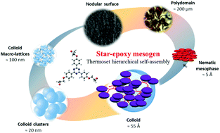 Graphical abstract: Star-epoxy mesogen with 1,3,5-triazine core: a model of A4B3 fractal polymerization in a liquid crystalline thermoset media