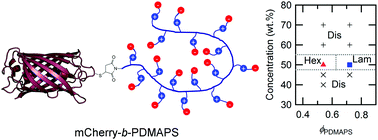 Graphical abstract: Self-assembly of protein-zwitterionic polymer bioconjugates into nanostructured materials