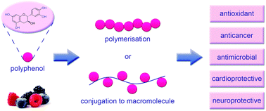 Graphical abstract: Enhancing the therapeutic effects of polyphenols with macromolecules