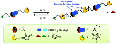 Graphical abstract: Doubly-dynamic-covalent polymers composed of oxime and oxanorbornene links