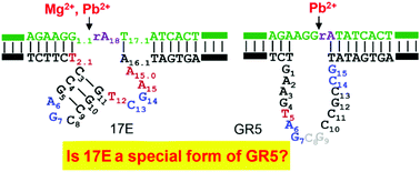 Graphical abstract: A comparison of two classic Pb2+-dependent RNA-cleaving DNAzymes