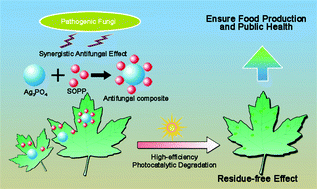 Graphical abstract: Integrated nanotechnology for synergism and degradation of fungicide SOPP using micro/nano-Ag3PO4