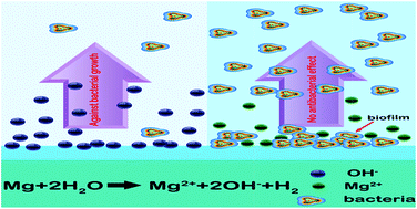 Graphical abstract: Anti-biofilm properties of magnesium metal via alkaline pH