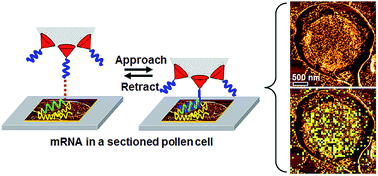 Graphical abstract: Imaging a specific mRNA in pollen with atomic force microscopy