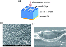 Graphical abstract: Effects of a thermally stable chlorophyll extract from diatom algae on surface textured Si solar cells