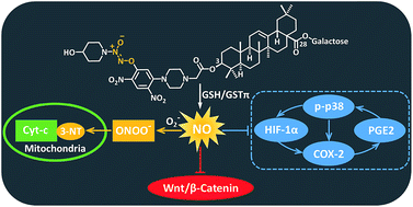 Graphical abstract: Identification of nitric oxide-releasing derivatives of oleanolic acid as potential anti-colon cancer agents