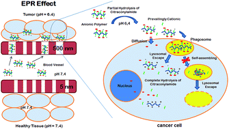 Graphical abstract: Self-organized environment-sensitive inulin–doxorubicin conjugate with a selective cytotoxic effect towards cancer cells