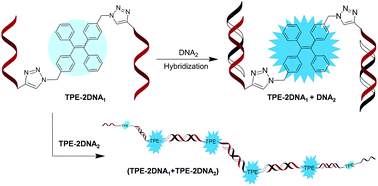 Graphical abstract: Hybridization induced fluorescence turn-on of AIEgen–oligonucleotide conjugates for specific DNA detection