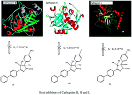 Graphical abstract: SAR studies of differently functionalized 4′-phenylchalcone based compounds as inhibitors of cathepsins B, H and L