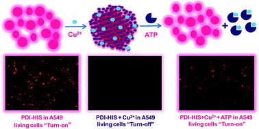 Graphical abstract: Aggregation deaggregation influenced selective and sensitive detection of Cu2+ and ATP by histidine functionalized water-soluble fluorescent perylene diimide under physiological conditions and in living cells
