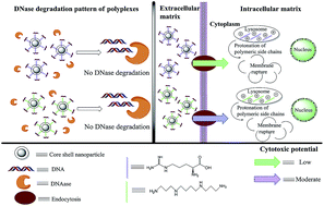 Graphical abstract: Synthesis and evaluation of cationically modified poly(styrene-alt-maleic anhydride) nanocarriers for intracellular gene delivery