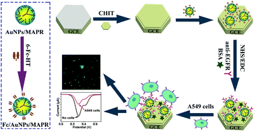 Graphical abstract: Au nanoparticle decorated resin microspheres: synthesis and application in electrochemical cytosensors for sensitive and selective detection of lung cancer A549 cells